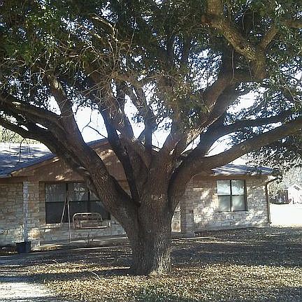 Large Live Oaks