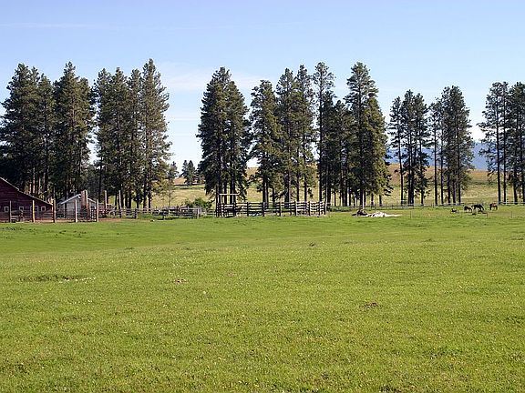 Ponderosa pines in yard