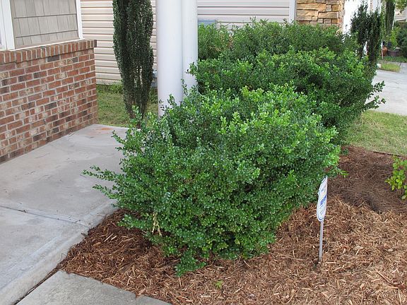 Front Porch Landscape