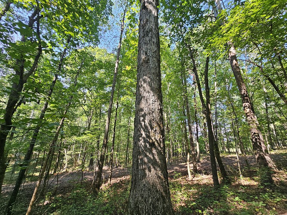 White oak on the southeastern portion of the property.