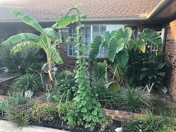 Front garden area in August