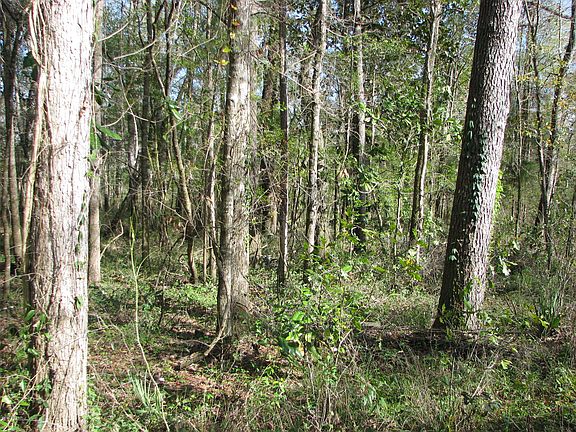 3rd image of 0 Cook Rd