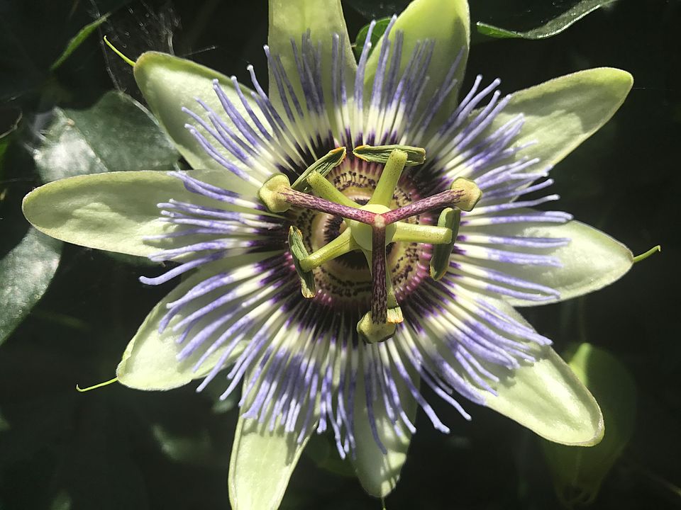 Backyard Passion Flowers