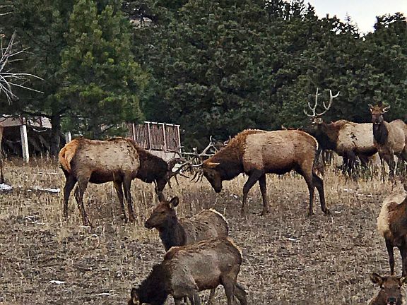 Elk in open space off deck
