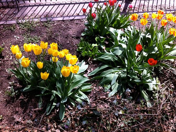 Green space, Spring