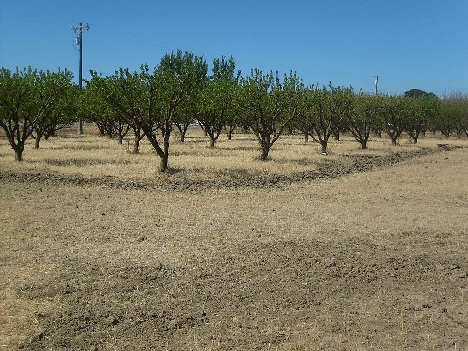 Apricot Orchard