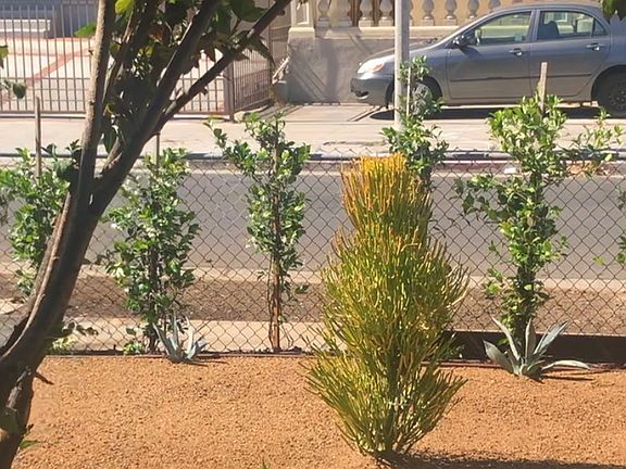 6054 Selma Ave Front Yard North View