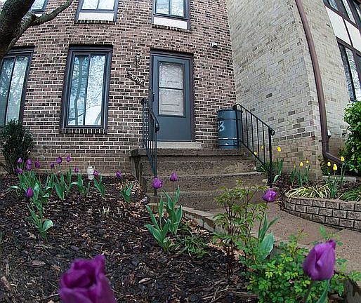Perrennial Tulips Greet You