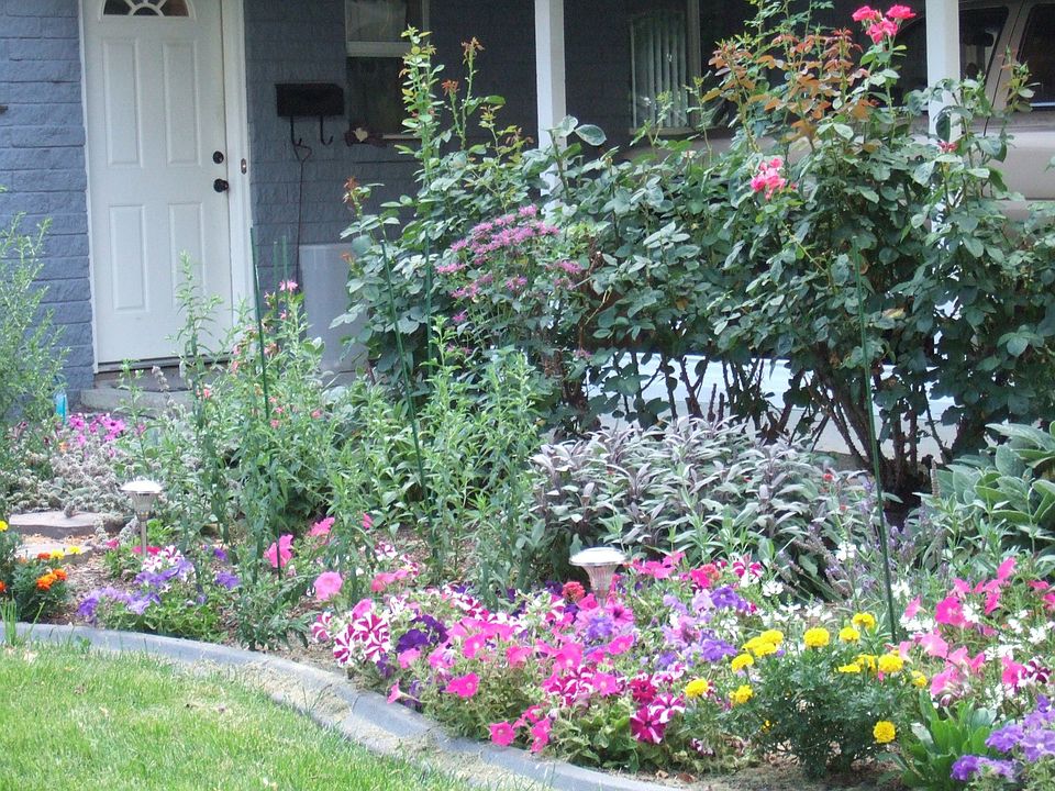 front yard in summer