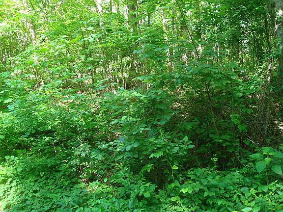 4th image of 2526 Hatcher Mountain Rd #26