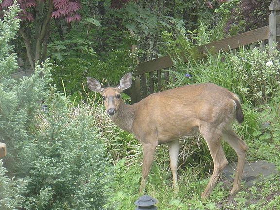 Deer in Back Garden