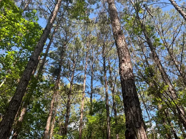 State Route 392, Hornbeck, LA 71439