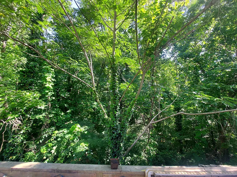 Open Space beyond the deck