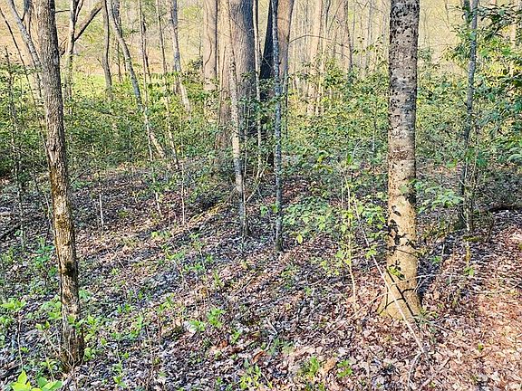 5th image of LOT 5 Carringer Rd