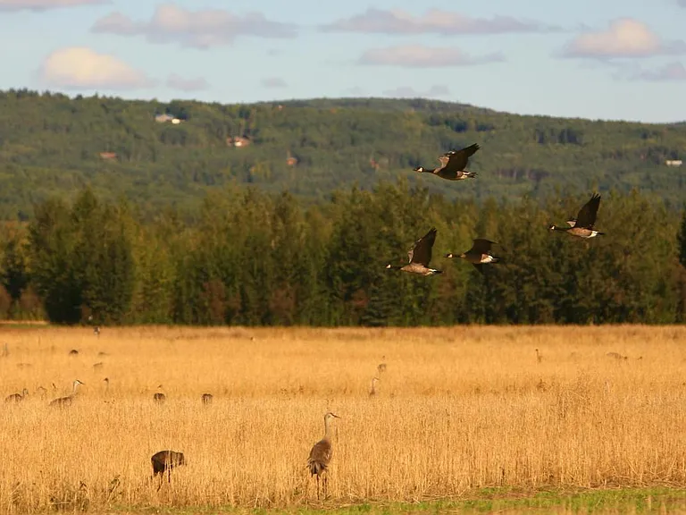 North Haven Communities Fort Wainwright — Photo 8