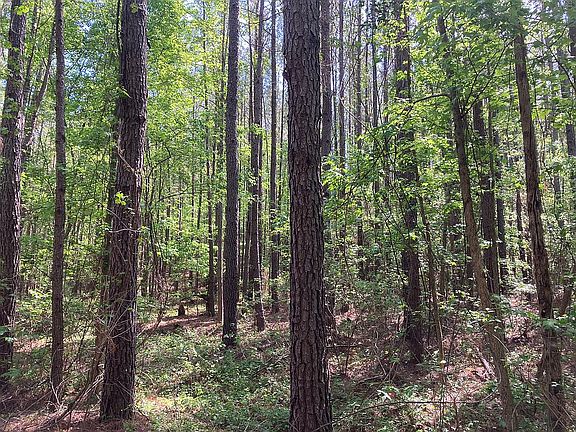 3rd image of 305 Griswoldville Short Cut