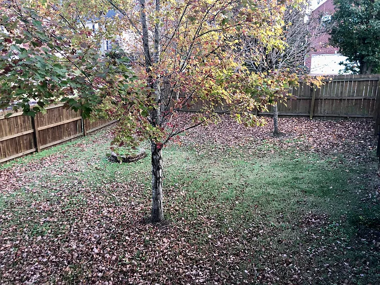 Fenced Backyard