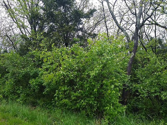 2nd image of 0 Basswood Dr