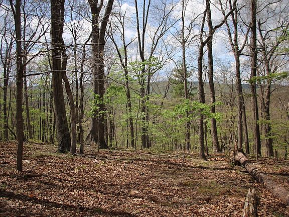 2nd image of Oak Dr Lot Wp001