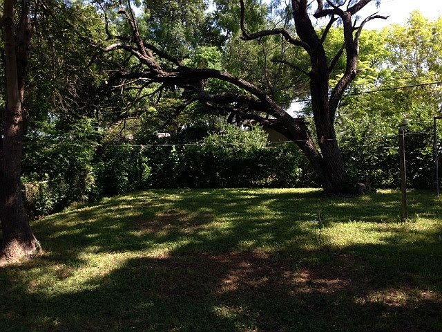 Great Shady Back Yard