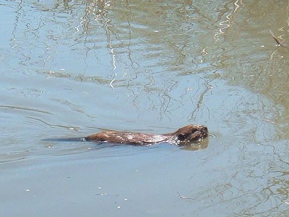 Beavers in the creek on RT property