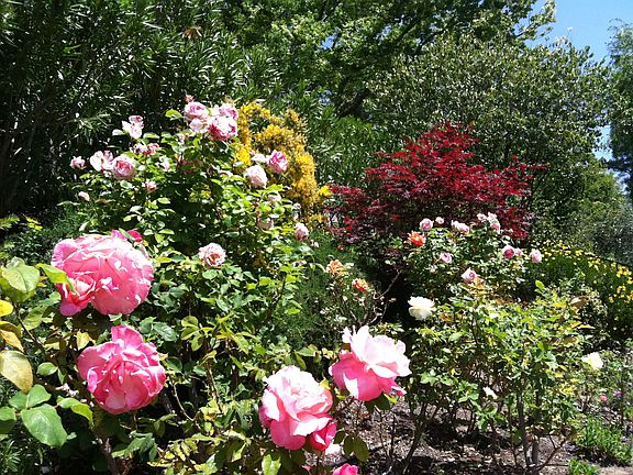 Rose Garden