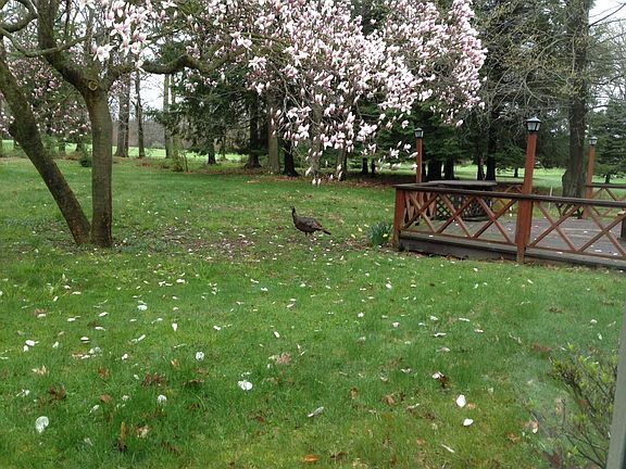 Back-Deck-Turkey-Golf Course