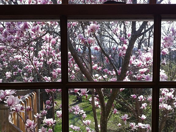 Magnolia in Bloom