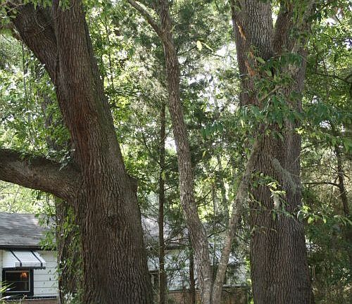 Oaks front left of prop