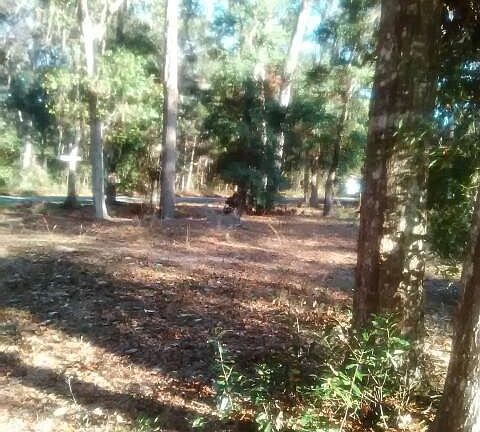 Surrounded by live oak trees