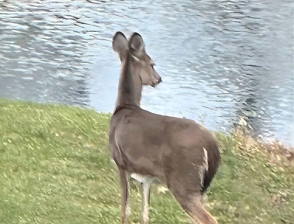 83rd image of this home