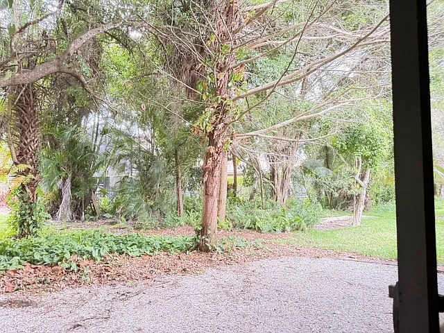 Back yard view from screened lanai