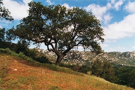 Grading Plan + Views!