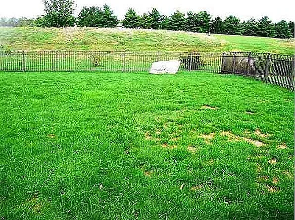 Back Yard 1