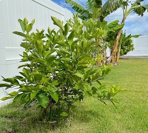Lime Tree