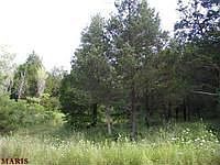 1st image of 15 Western Creek Ct
