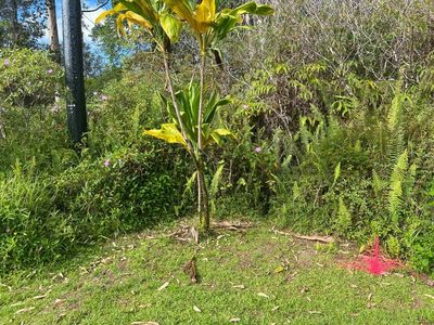 Stardust Dr, Pahoa, HI, 96778