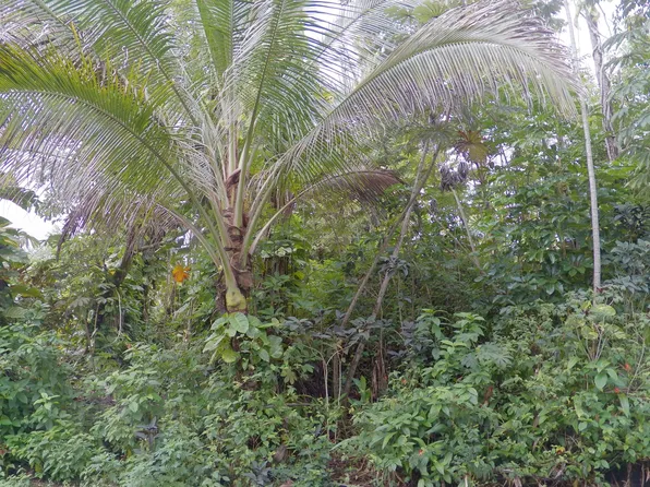 Lalakea St Lot 746, Pahoa, HI 96778