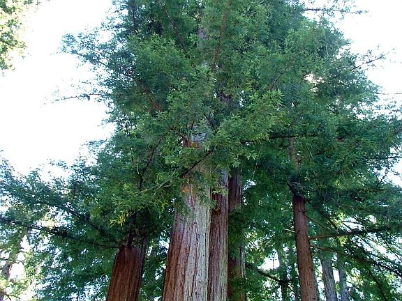 Grove of Heritage Redwoods on the property