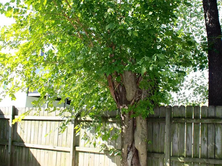 Large Shade Trees