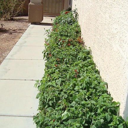 3rd image of 15673 W Carmen Dr