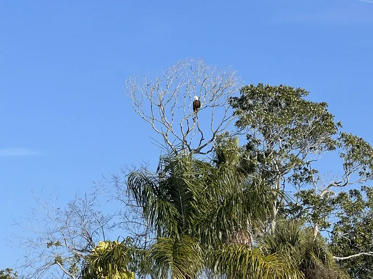 Eagle often sighted in the community