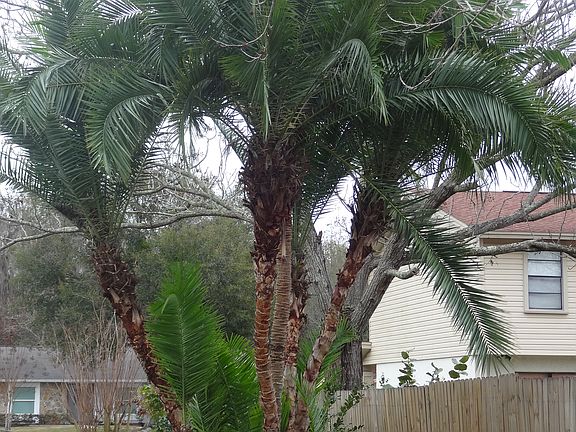 Beautiful Palms