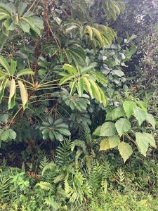 Kaku St Lot 573, Pahoa, HI, 96778