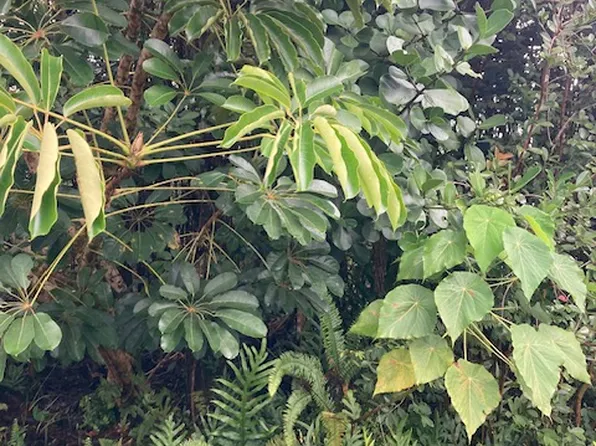 Kaku St Lot 573, Pahoa, HI 96778