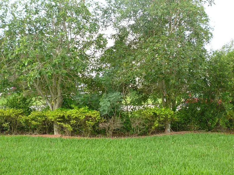 Frontyard