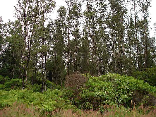 1st image of Aulii St Lot 32