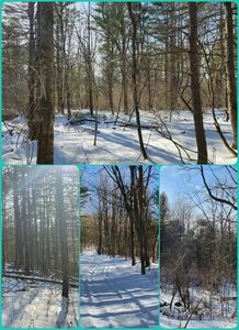 LOT 2 Hutchinson Hill Rd, Mount Upton, NY, 13809