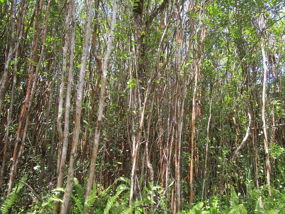 2nd image of Road 11 Pulelehua Lot 6059
