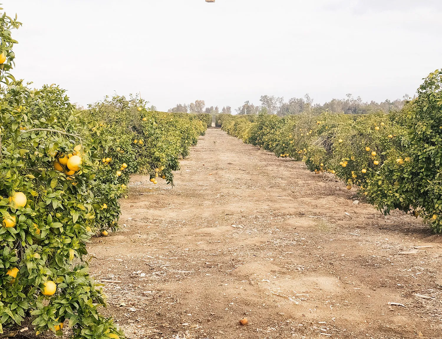 Arrive Temecula — Photo 1